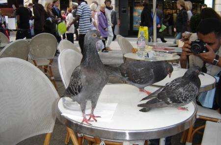 Pigeons curieux...