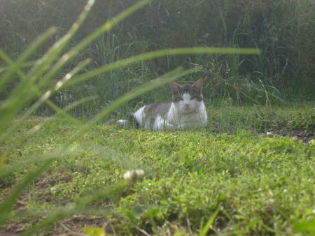 Lucien le f�lin dans son coin de jardin cherche un nain qui a faim de pain.
