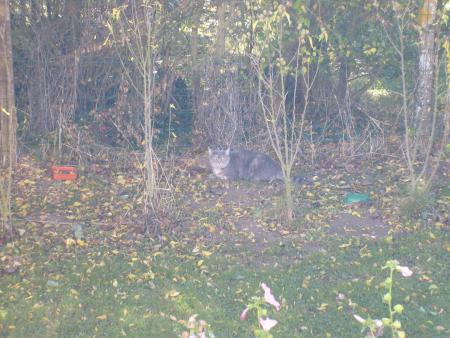 poilue in the garden