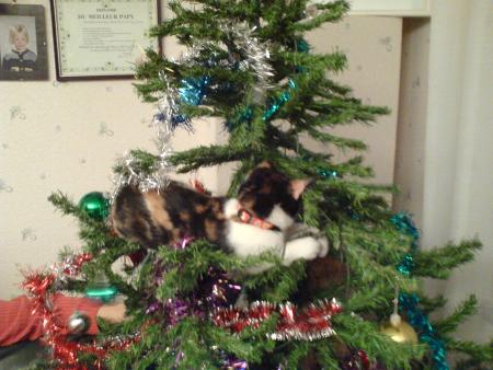 et un chat dan le sapin lol